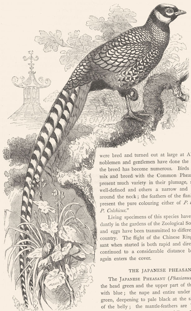 GALLINACEOUS BIRDS. Phasianidae. Reeves Pheasant c1870 old antique print